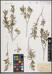 Foto von Salix purpurea L.